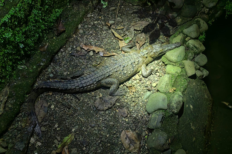 Manuel Antonio Jungle Night Tour