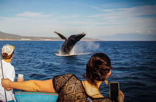 Puerto Vallarta: Whale Watching All-Inclusive-Erlebnis
