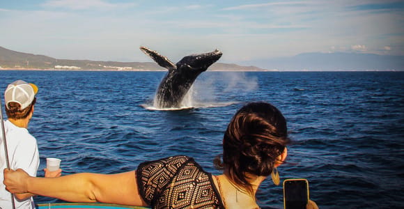 Puerto Vallarta: Whale Watching All Inclusive Experience