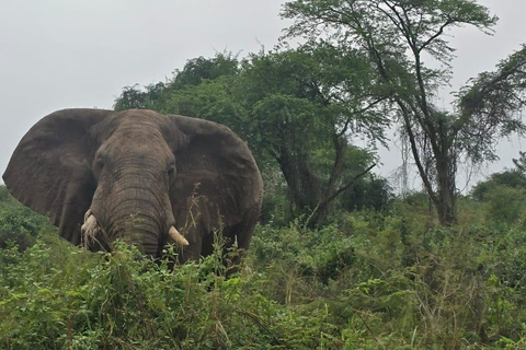 From Kampala: 6-Day Gorillas, Chimpanzees and Rwenzori Tour
