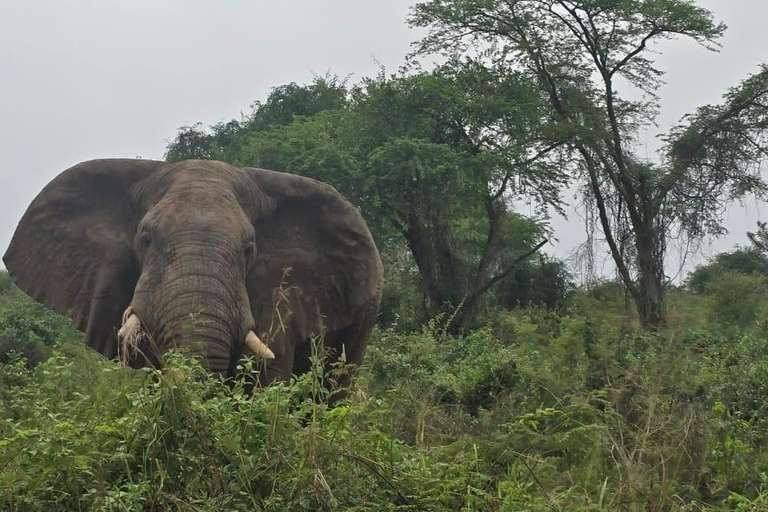 From Kampala: 6-Day Gorillas, Chimpanzees and Rwenzori Tour