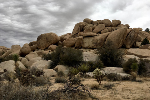 Von San Diego aus: 2-tägige Erkundung und Wanderung in Joshua Tree