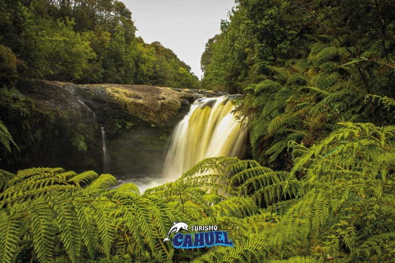 Tepuhueico Park: Stell dir Chiloé vor.Tepuhueico Park: Mach dich mit der Natur vertraut.