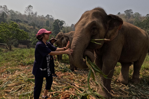 Heldag med CHIANGMAI ELEPHANT CARE och Sticky vattenfall