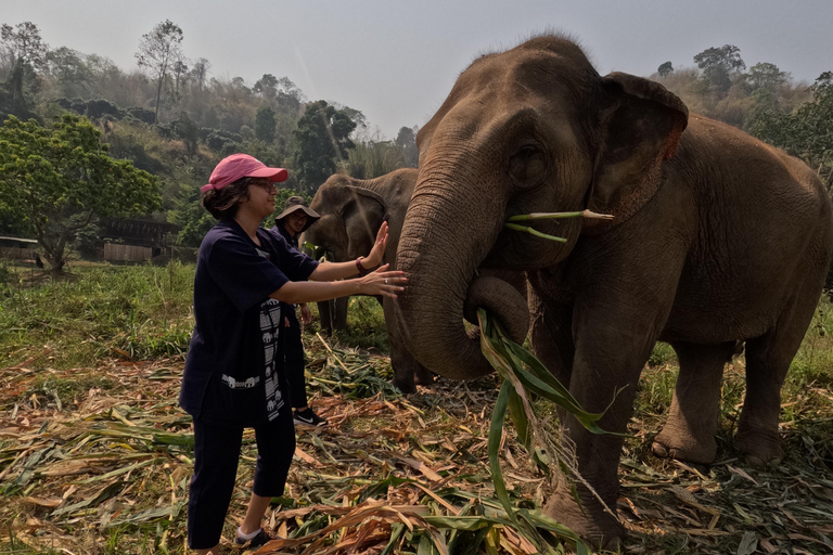 Visita de meio dia ao programa CHIANGMAI ELEPHANT CARE (das 8h às 13h)