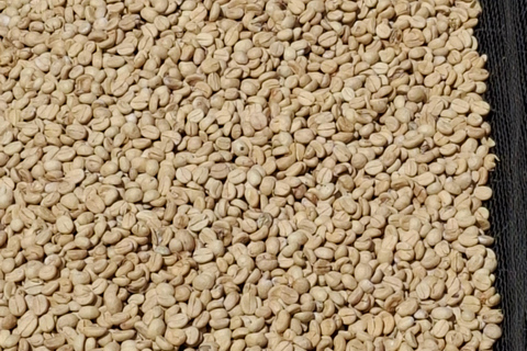 TOUR GIORNALIERO DELLA FATTORIA DEL CAFFÈ FAIRVIEW