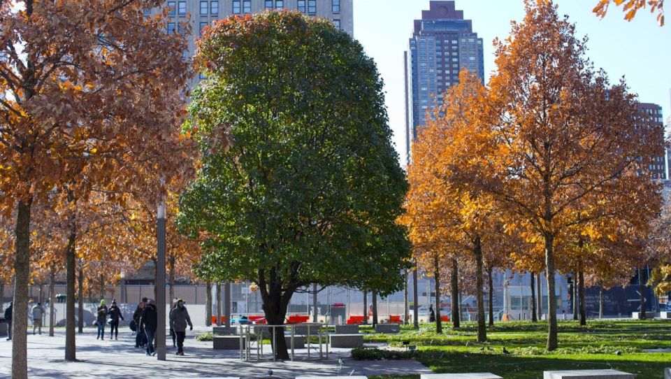 Survivor Tree - Picture of Private 9/11 Memorial Tour, New York City -  Tripadvisor