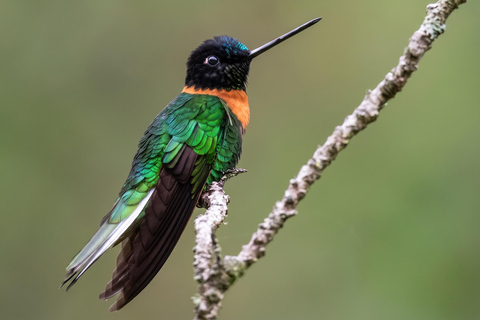 From Cusco: 4-Day Manu Cloud Forest Birdwatching Tour