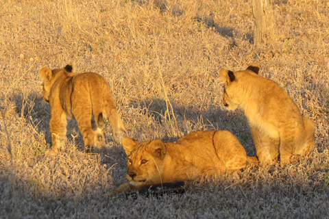 Victoria Falls: Hwange National Park Full-Day Safari