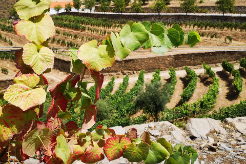 Ab Porto: 2 Weinregionen, privates Boot und Mittagessen mit dem Chefkoch