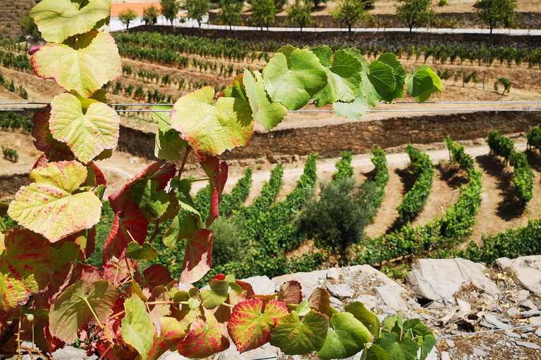 Da Porto: 2 regioni vinicole, barca privata e pranzo dello chef