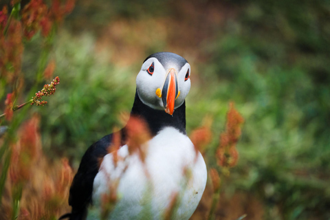 Seyðisfjörður: Puffins, Reindeer, & Waterfall Tour German Departure