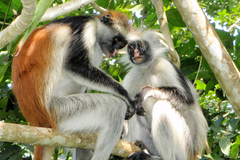 Sansibar: Kombi-Tour zum Jozani-Wald und zur Salaam-Höhle