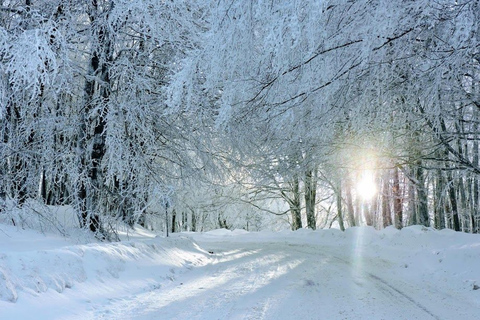 From Tbilisi: Sabaduri Forest, Chronicles & Bear Zoo