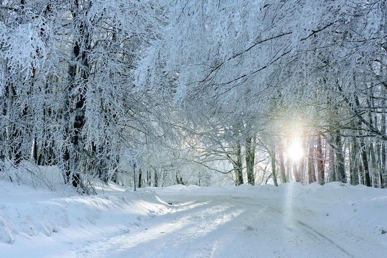 From Tbilisi: Sabaduri Forest, Chronicles & Bear Zoo