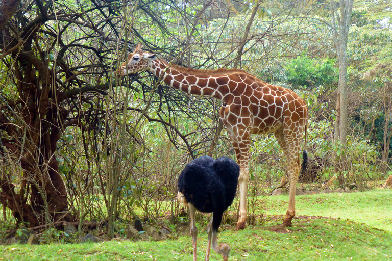 Visite de l&#039;orphelinat de Nairobi, SafariWalk et Bomas of KenyaExcursion d&#039;une journée à Nairobi : orphelinat, safari et bomas