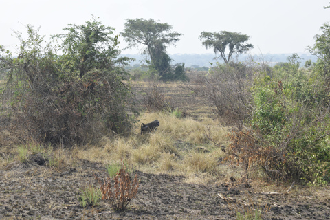 Parc des chutes de Murchison : safari de 3 jours avec le sanctuaire des rhinocéros de Ziwa