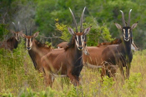 Kwale: Private day tour to Shimba Hills with Picnic lunch