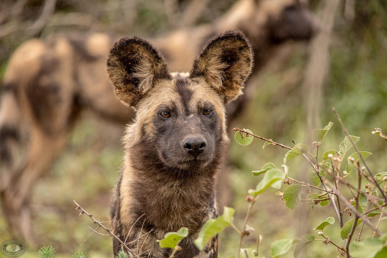 From St Lucia: Hluhluwe-Imfolozi Big 5 Park Exclusive Safari