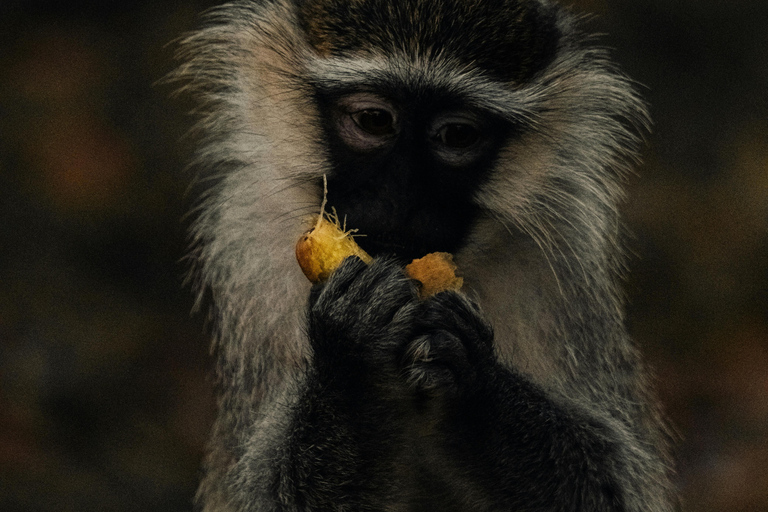 Depuis Arusha : Excursion d'une journée au cratère du Ngorongoro avec safariDepuis Arusha : Excursion au cratère du Ngorongoro avec safari