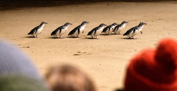 Phillip Island Penguin Parade with Expert Local Guide