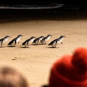 Phillip Island Penguin Parade with Expert Local Guide