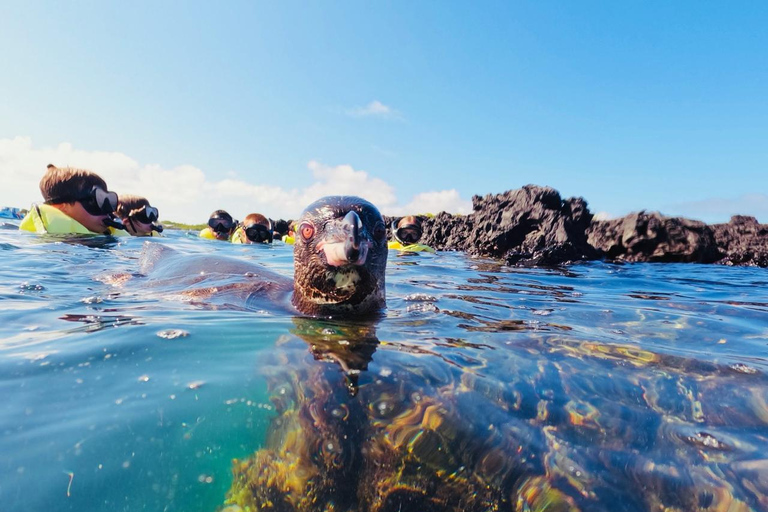 Penguins, blue footed boobies and sea turtles encounter