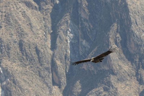 Arequipa: Vale do Colca e Mirante do Condor 2 dias/1 noite