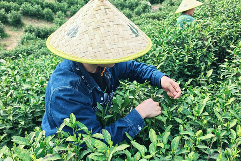 Zhangjiajie: Vine Tea Picking & Making Half-Day Tour