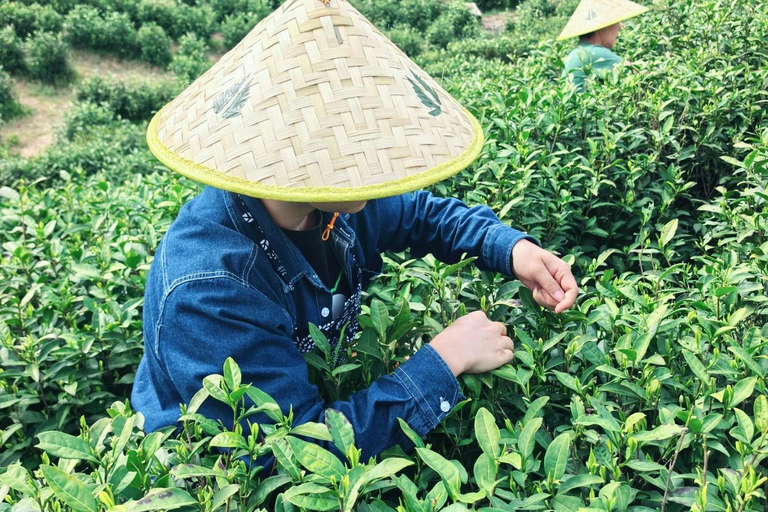 Zhangjiajie: Vine Tea Picking & Making Half-Day Tour