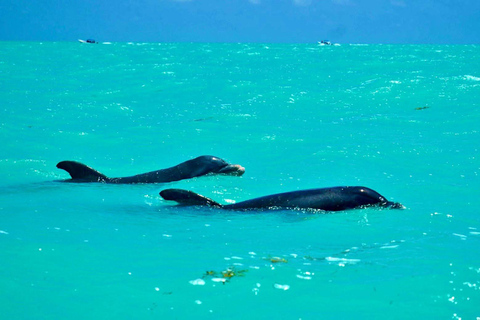 Rio Lagartos et Las Coloradas : EcoSafari Flamingo DeluxRio Lagartos et Las Coloradas : EcoSafari Flamingo Deluxe