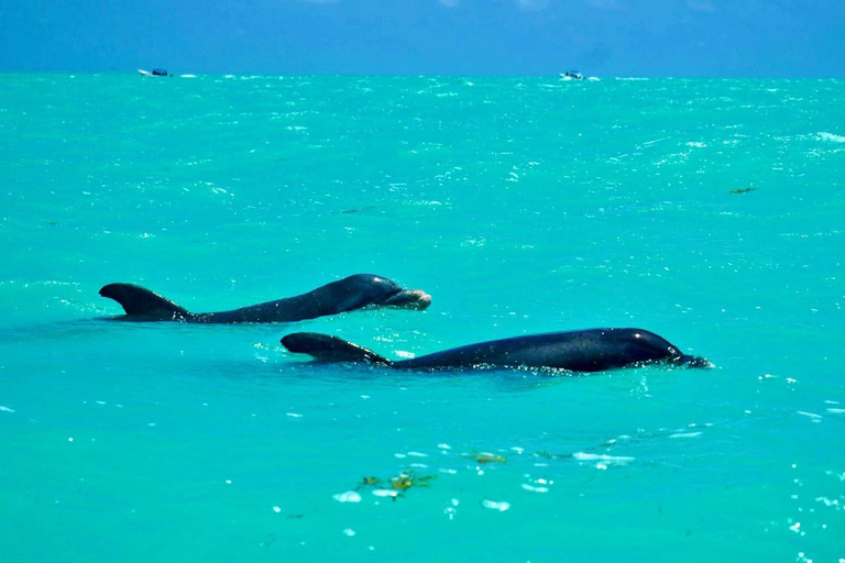 Rio Lagartos et Las Coloradas : EcoSafari Flamingo DeluxRio Lagartos et Las Coloradas : EcoSafari Flamingo Deluxe