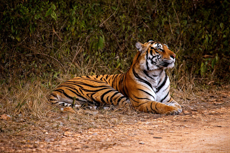From Delhi: Golden Triangle Private Tour with Safari 7-days Golden Triangle Tour without Hotels & Tickets