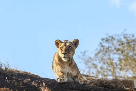 From Mombasa: Tsavo East National Park Safari
