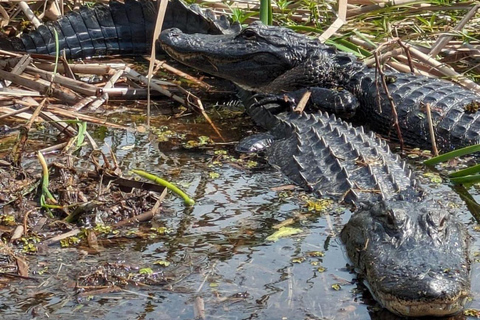 Kissimmee: Everglades Alligator and Wildlife Airboat Tour