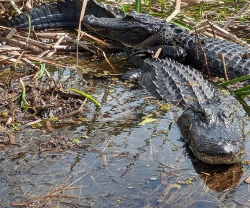 Kissimmee: Airboat-tur med alligatorer och vilda djur i Everglades