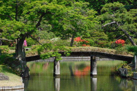 Tokyo Cherry Blossom Tour: Showa Kinen, Rikugien & Asukayama Cherry Blossom Group Tour with Shinjuku Meeting Point