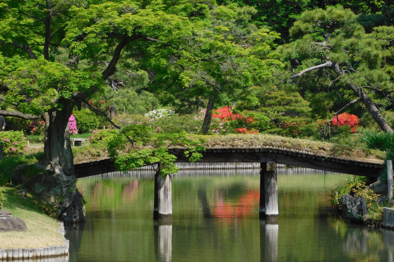 Tokyo Cherry Blossom Tour: Showa Kinen, Rikugien & Asukayama Cherry Blossom Group Tour with Shinjuku Meeting Point