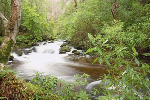 Private Luxury Day Killarney and National Park Tour