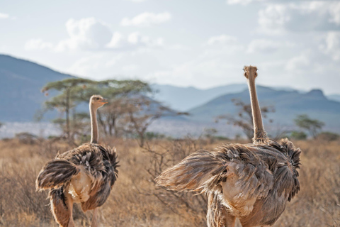 Da Nairobi: Safari di 3 giorni nella Riserva Nazionale di Samburu