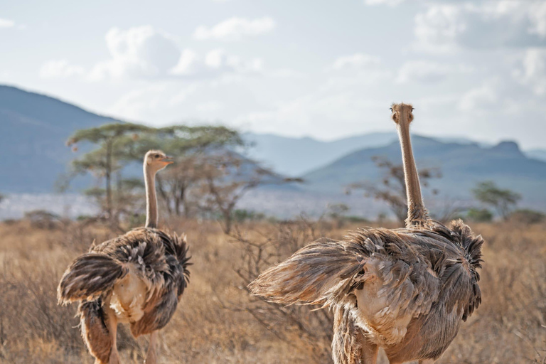Da Nairobi: Safari di 3 giorni nella Riserva Nazionale di Samburu