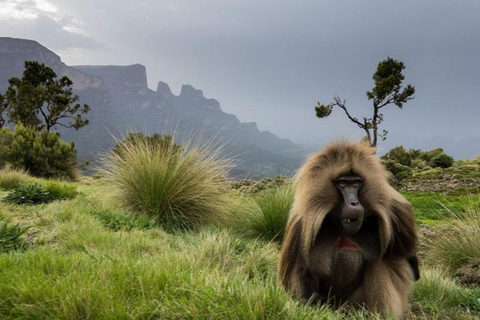 Ethiopia: 5-Day Ultimate Safari Expedition Guided Tour