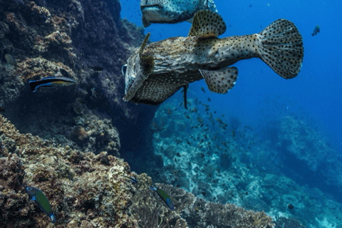 Daymaniat: Muscat Islands Boat Tour with Snorkeling & Brunch Daymaniat Islands Boat Tour with Snorkeling and Brunch