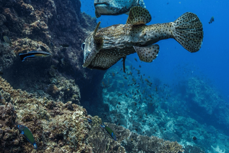 Daymaniat: Muscat Islands Boat Tour with Snorkeling & Brunch Daymaniat Islands Boat Tour with Snorkeling and Brunch