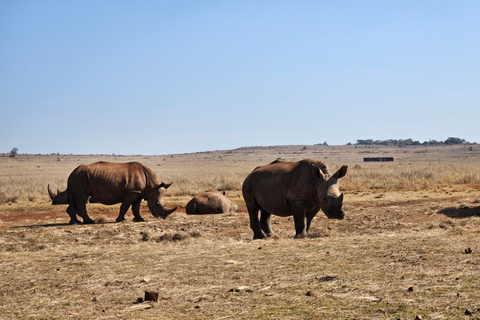 Nashorn- und Löwenpark (Safari) und Wiege (Maropeng Museum)Private Tour