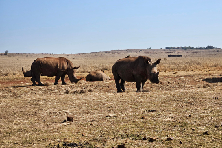 Rhino and Lion Park (Safari) and Cradle (Maropeng Museum) Private Tour