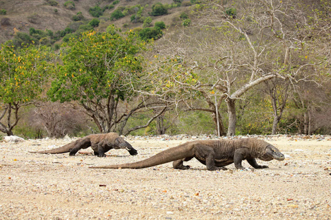 Île de Komodo : Excursion d'une journée pour les dragons et les îles de Komodo