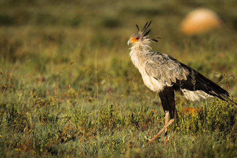 Addo Elephant National Park All Inclusive heldagssafariStandardtur