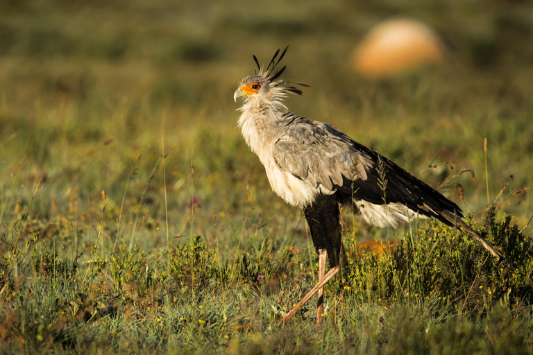 Addo Elephant National Park All Inclusive heldagssafariStandardtur