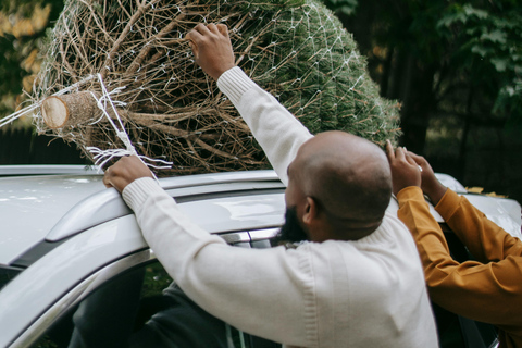 Las Vegas: l&#039;avventura di tagliare il tuo albero di NataleLas Vegas: diga di Hoover, città fantasma del West e cliff jumping